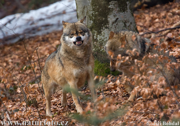 Vlk dravý (Canis lupus)