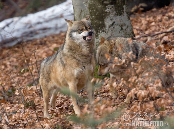 Vlk dravý (Canis lupus)