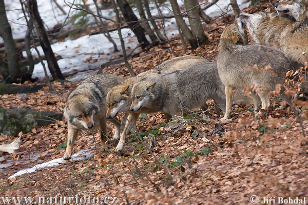 Vlk dravý (Canis lupus)