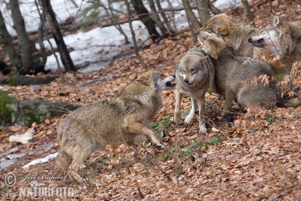 Vlk dravý (Canis lupus)