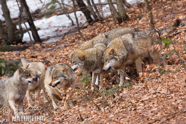 Vlk dravý (Canis lupus)