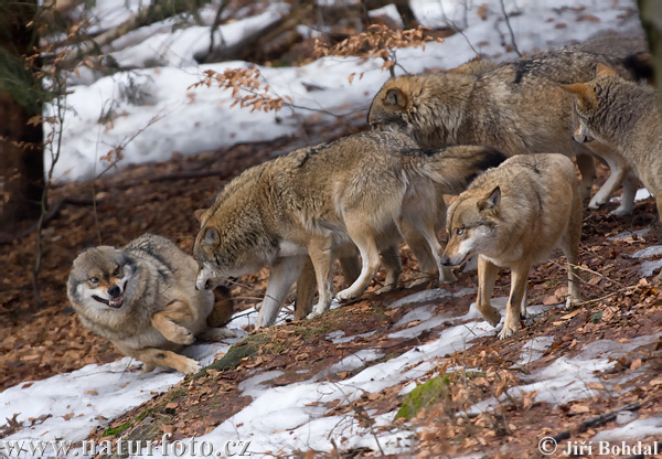 Vlk dravý (Canis lupus)