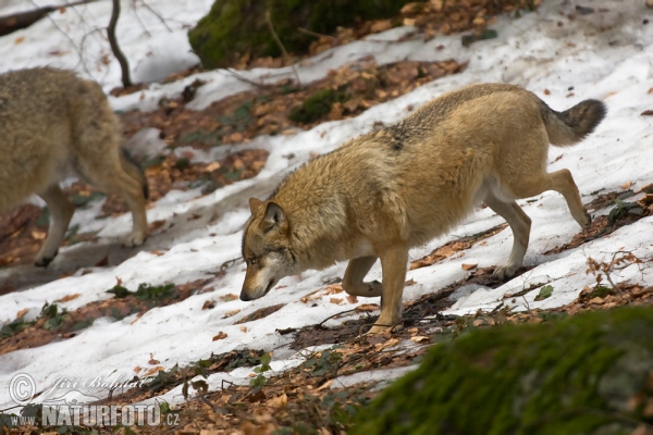 Vlk dravý (Canis lupus)