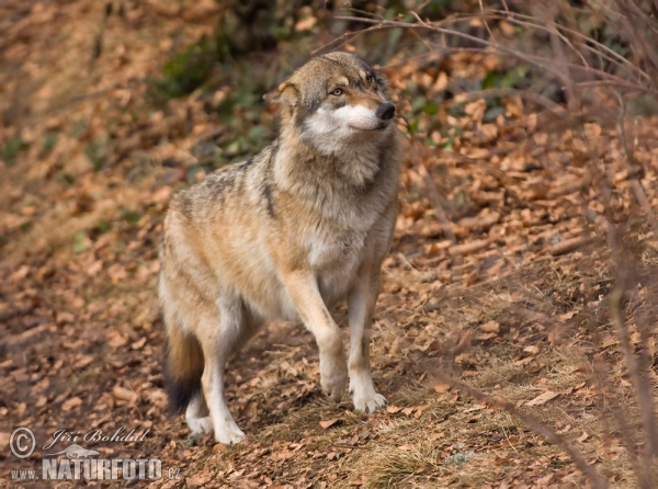 Vlk dravý (Canis lupus)