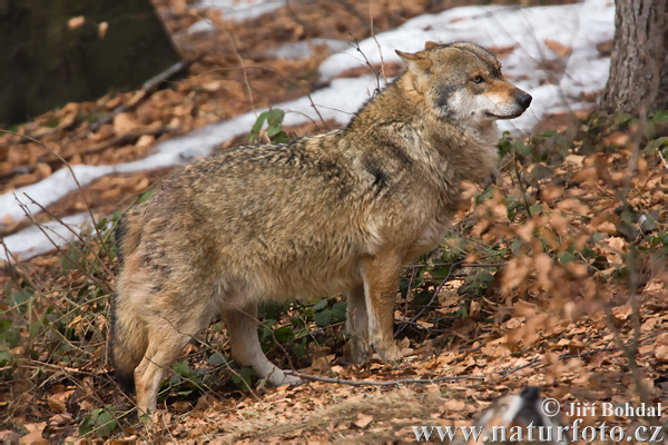 Vlk dravý (Canis lupus)