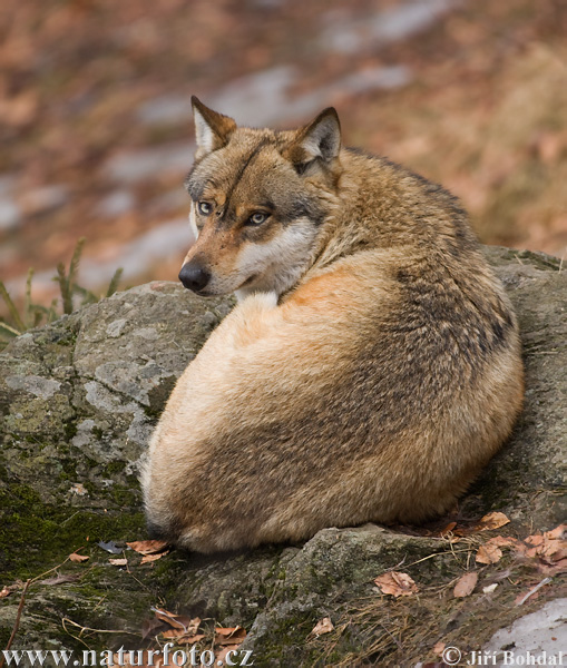 Vlk dravý (Canis lupus)