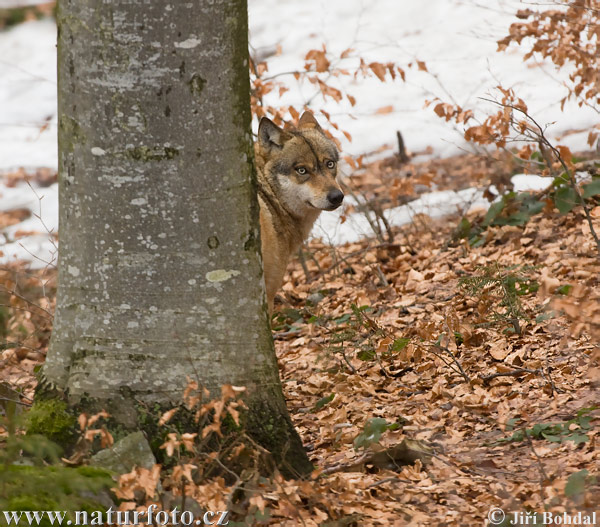 Vlk dravý (Canis lupus)