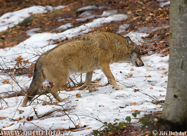 Vlk dravý (Canis lupus)