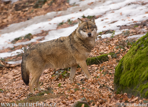 Vlk dravý (Canis lupus)