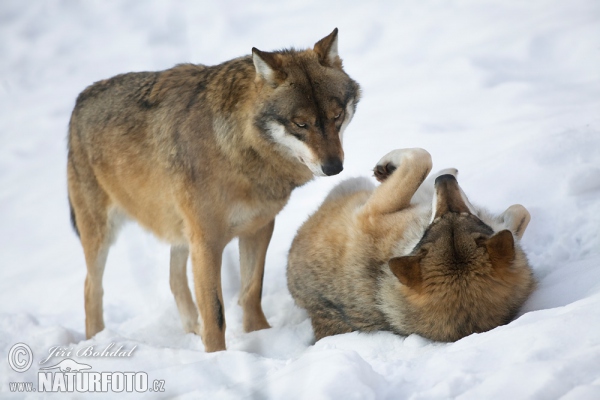 Vlk dravý (Canis lupus)