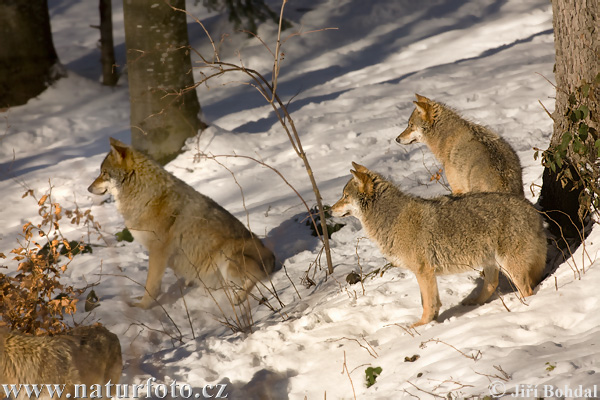 Vlk dravý (Canis lupus)