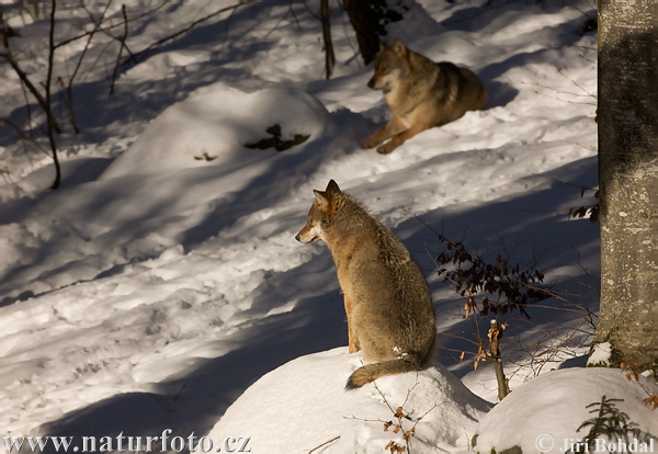 Vlk dravý (Canis lupus)