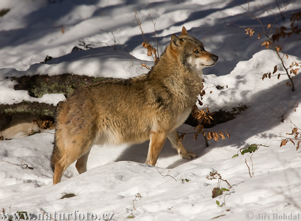 Vlk dravý (Canis lupus)
