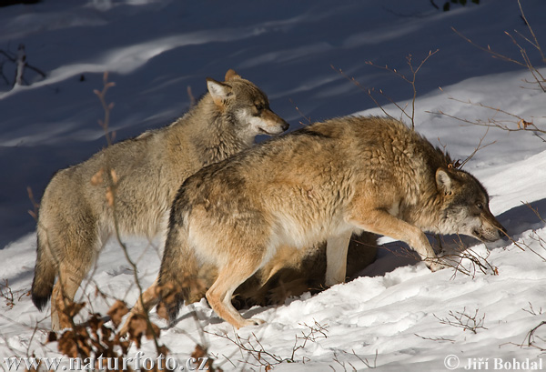 Vlk dravý (Canis lupus)