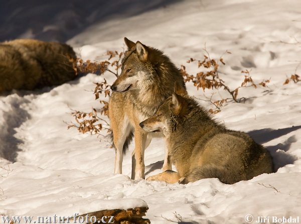 Vlk dravý (Canis lupus)