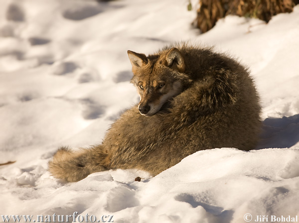 Vlk dravý (Canis lupus)