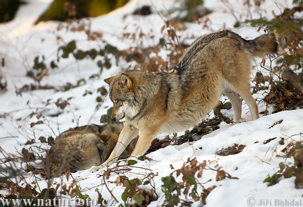 Vlk dravý (Canis lupus)