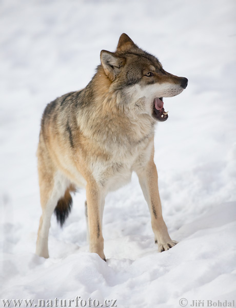 Vlk dravý (Canis lupus)