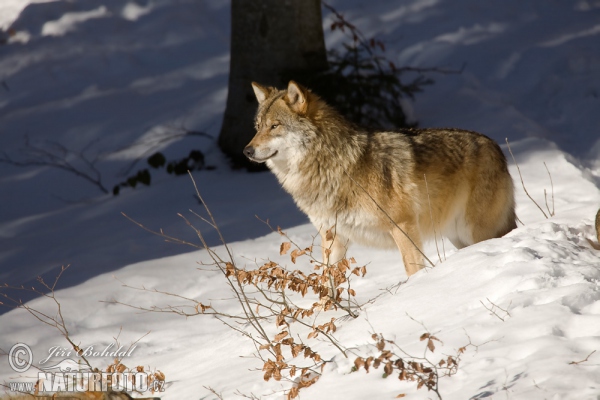 Vlk dravý (Canis lupus)