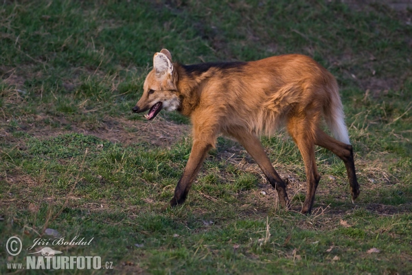 Vlk hřivnatý, pes hřivnatý (Chrysocyon brachyurus)