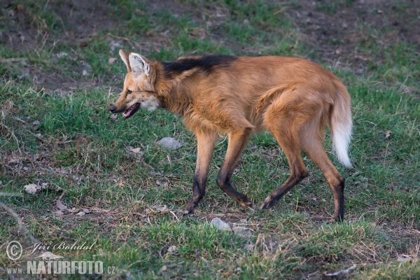 Vlk hřivnatý, pes hřivnatý (Chrysocyon brachyurus)