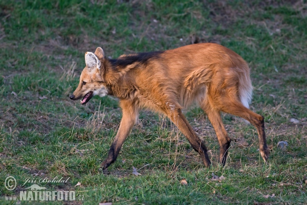 Vlk hřivnatý (Chrysocyon brachyurus)