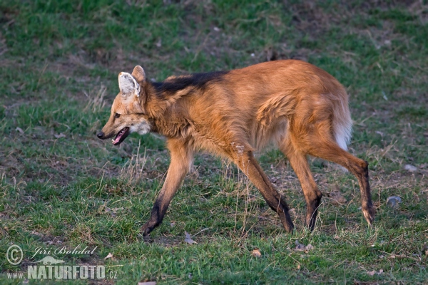 Vlk hrivnatý (Chrysocyon brachyurus)