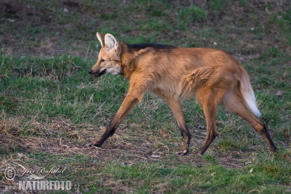 Vlk hrivnatý (Chrysocyon brachyurus)