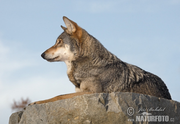 Vlk obecný (Canis lupus)