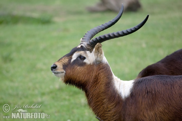 Voduška abok (Kobus megaceros)