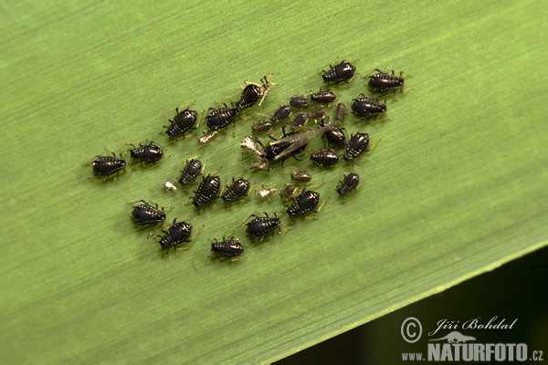 Vošky (Aphididae)