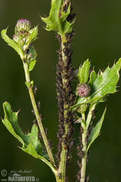 Vošky (Aphididae)