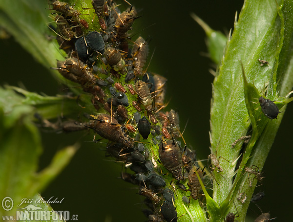 Vošky (Aphididae)