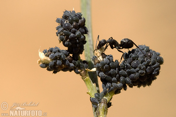 Vošky (Aphididae)