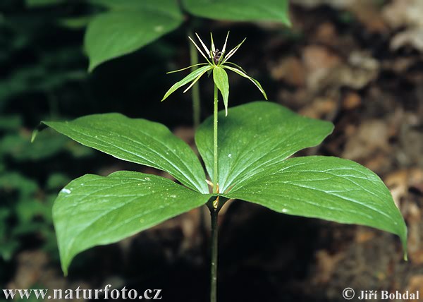 Vranovec štvorlistý (Paris quadrifolia)