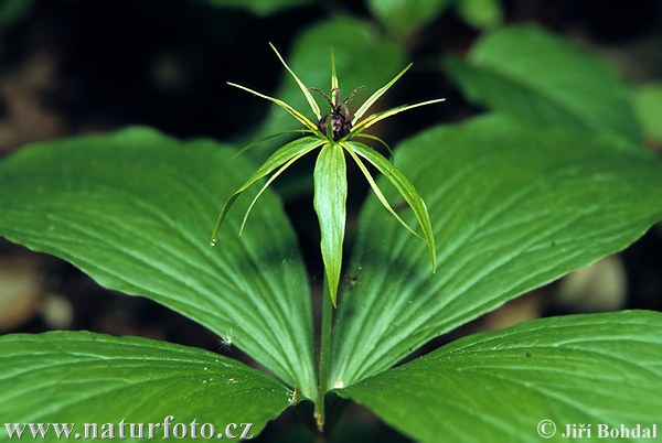 Vranovec štvorlistý (Paris quadrifolia)