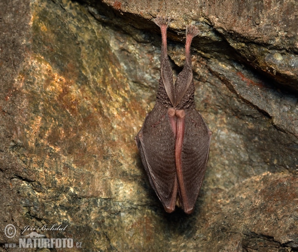 Vrápenec malý (Rhinolophus hipposideros)