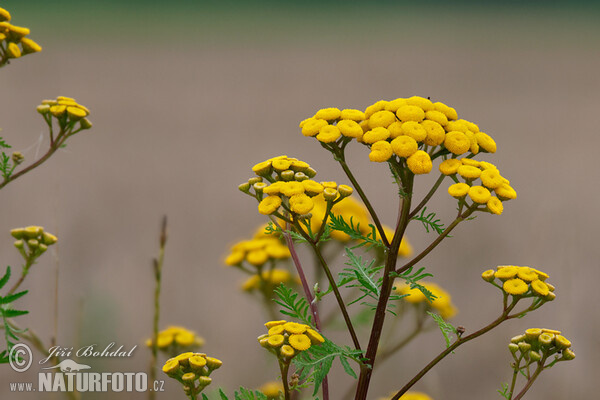 Vratič obecný (Tanacetum vulgare)