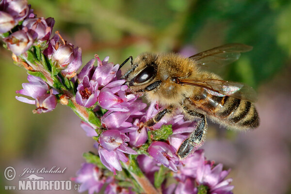 Vřes obecný (Calluna vulgaris)