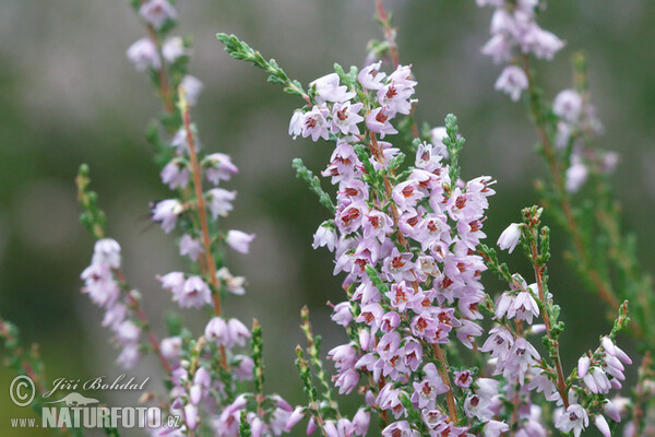 Vřes obecný (Calluna vulgaris)