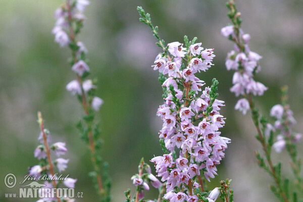 Vřes obecný (Calluna vulgaris)