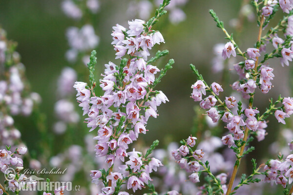 Vřes obecný (Calluna vulgaris)