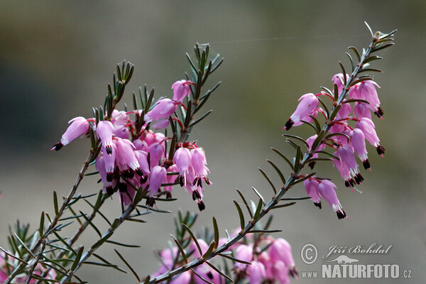 Vresovec mäsový (Erica carnea)