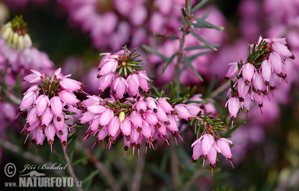 Vresovec mäsový (Erica carnea)