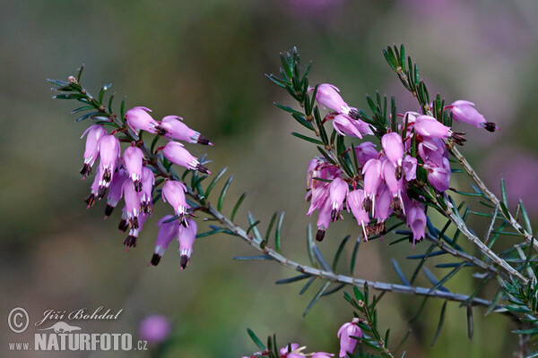 Vřesovec pleťový (Erica carnea)