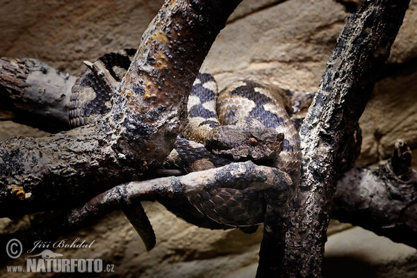 Vretenica rožkatá (Vipera ammodytes)