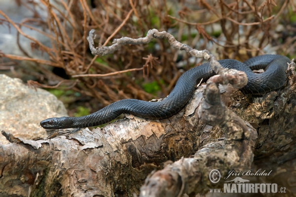 Vretenica severná (Vipera berus)