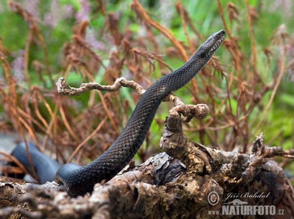 Vretenica severná (Vipera berus)