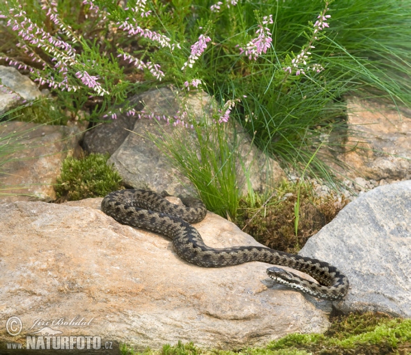 Vretenica severná (Vipera berus)