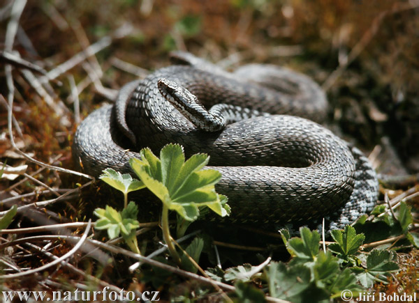 Vretenica severná (Vipera berus)